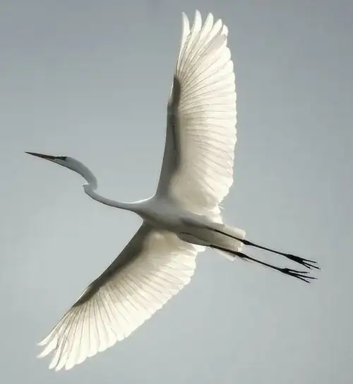 Heron in flight