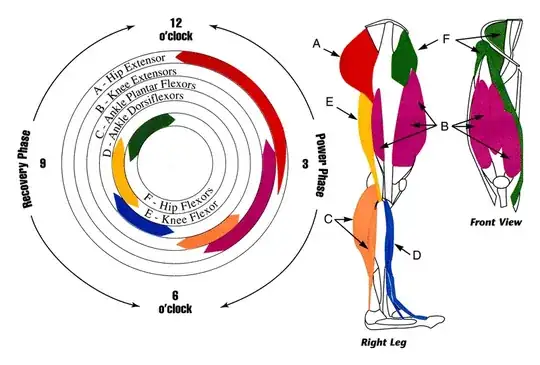 Muscle groups of the pedal stroke