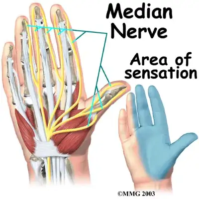 Median nerve
