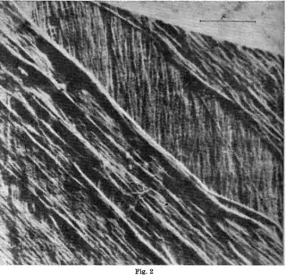 Fibrous surface of cell.