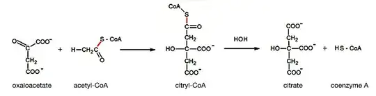 Citrate Synthetase