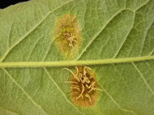 Gymnosporangium juniperi-virginianae-Sabrina Tirpak