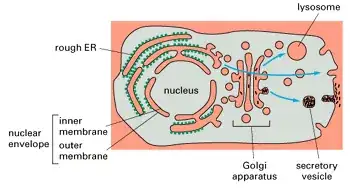 Cell membrane topology