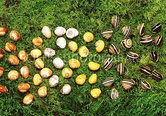 Various Shells