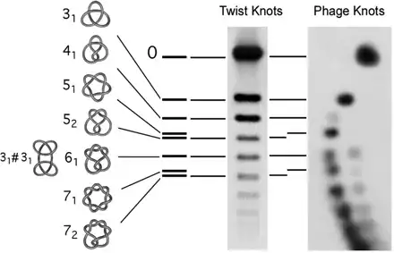 knotted DNA mobility on gel electrophoresis