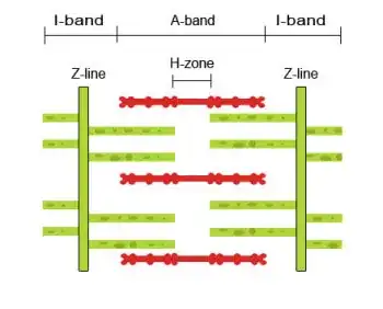 Partially Contracted myofibril