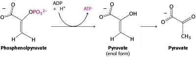 Hydrolysis of PEP