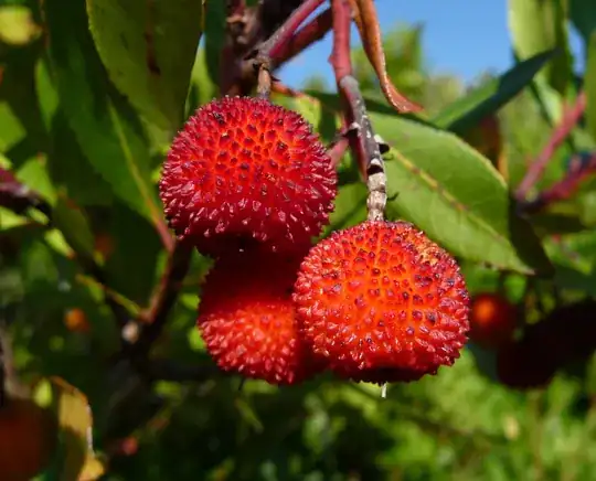 strawberry tree