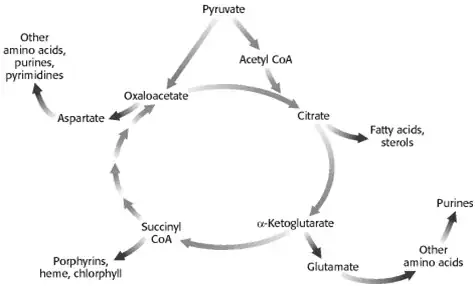 Amphibolic nature of TCA