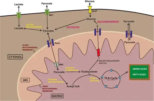 mitochondrial pyruvate carrier