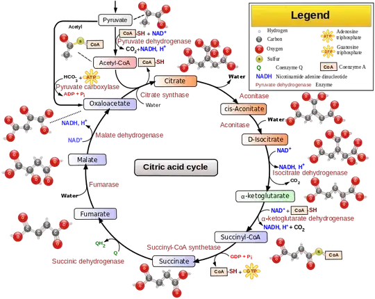 krebs cycle