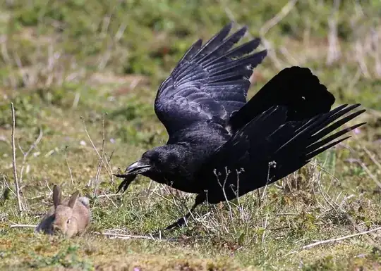 Crow v Rabbit 1