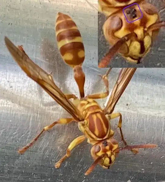 wasps in December, northern Taiwan