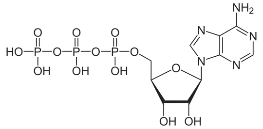 Skeletal formula of ATP