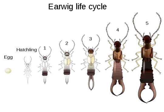 Dermaptera lifecycle, from Wikimedia commons