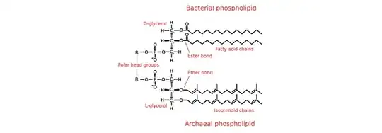 Bacterial and Archaeal Phospholipids