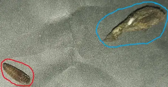 Insect and its shell