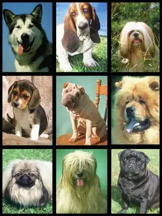 Collection of dogs