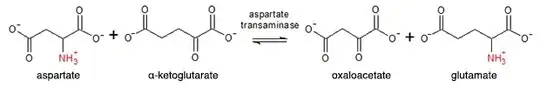 Aspartate aminotransferase reaction