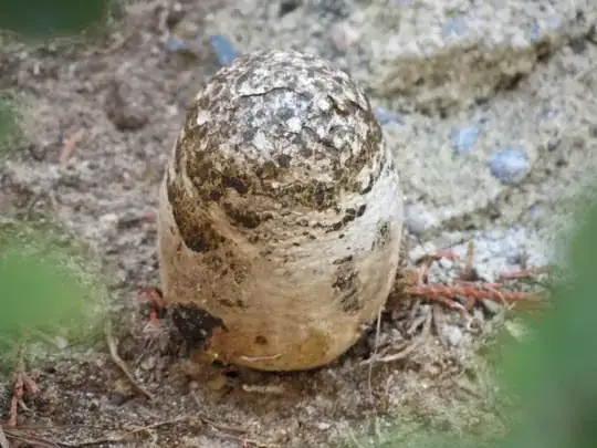 after two weeks, mushroom has grown