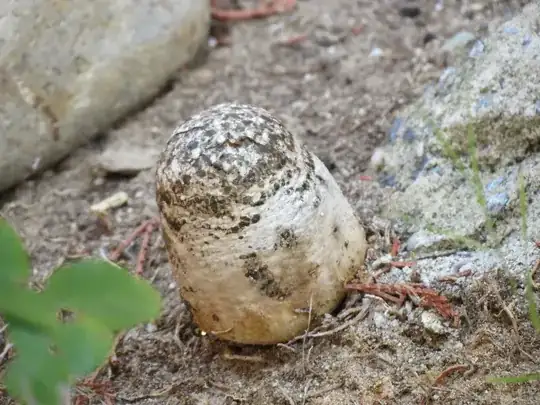 after two weeks, mushroom has grown