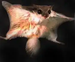 Flying squirrel