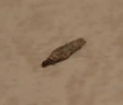 slightly better picture of animal