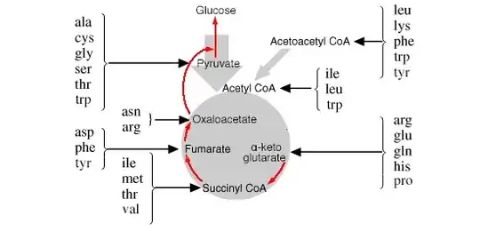 Fate of carbon skeletons of amino acids