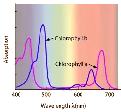 Chlorophyll absorption spectrum