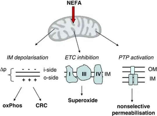 NEFA effects on mitochondria