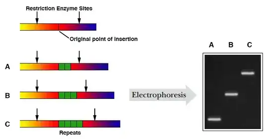 VNTR analysis by VNTR
