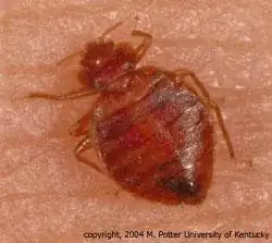 University of Kentucky bed bug