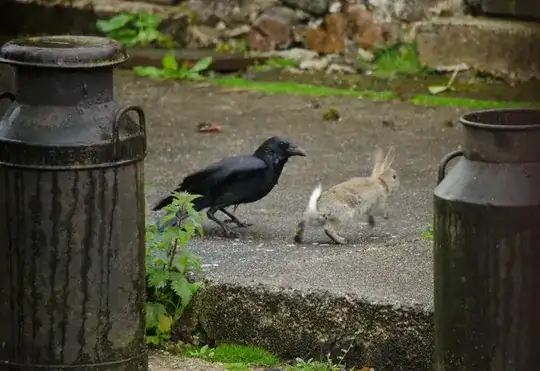 Crow v Rabbit 2