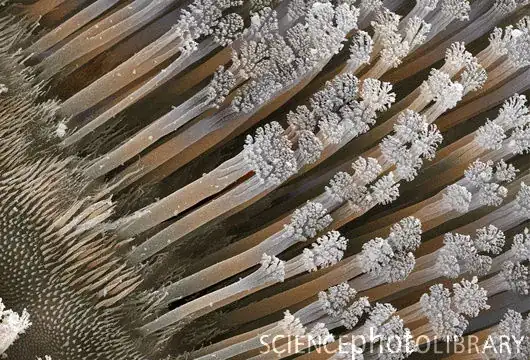 Micrograph of Gecko hairs from footpad