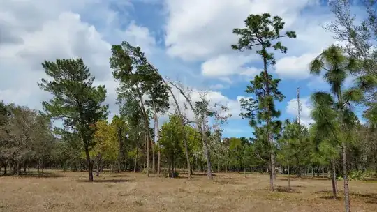 Trees on left have distinct lean, no others nearby do
