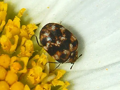 Anthrenus verbasci