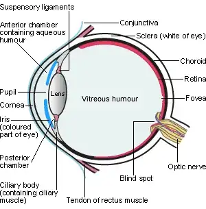 Anatomy of the eye