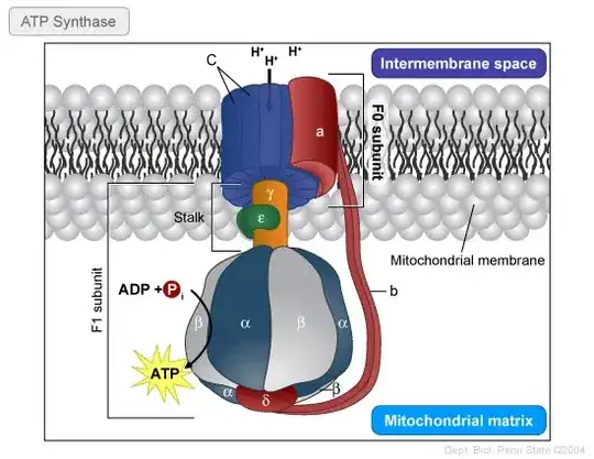 ![![ATP synthase