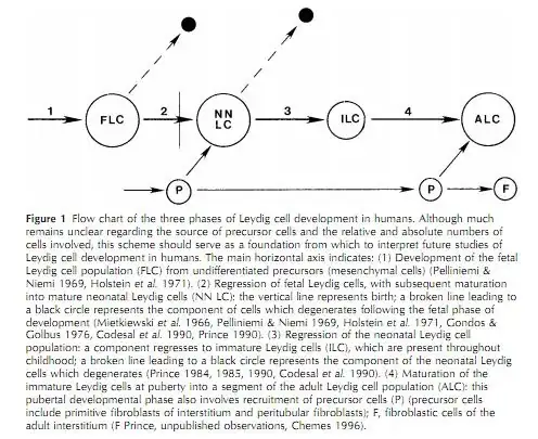 Leydig cell development flowchart