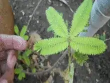 sensitive plant animation