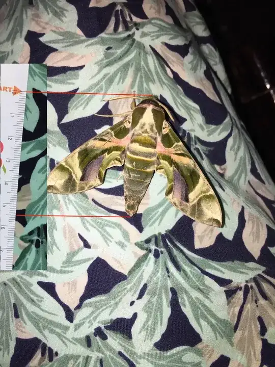Giant moth with good taste in clothes