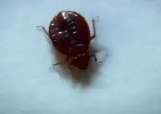 Crawling Bed Bug