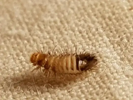 Larvae picture