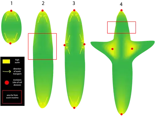 auxin patterning of plant growth