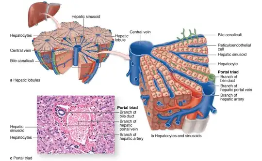 Liver vessels