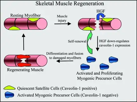 Skeleteal Muscle Regeneration