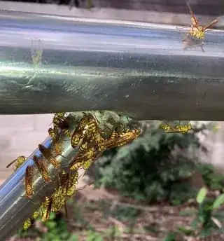 wasps in December, northern Taiwan