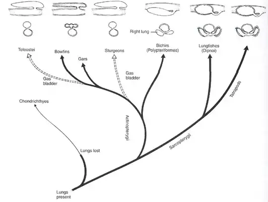 Distribution of lungs
