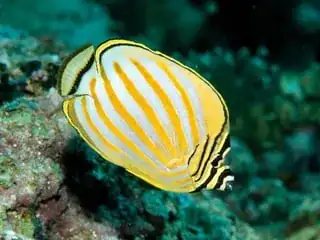 butterfly fish