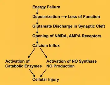 excititoxicity